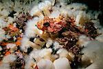 Red Irish Lord and Plumose Anemones Queen Charlotte Strait British Columbia, Canada