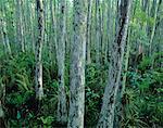 Cyprès et des broméliacées Corkscrew Swamp Sanctuary, Florida Everglades, USA