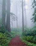 Forêt de séquoias, Michelle Smith State Park, Californie, USA