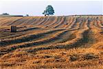 Baum im Hayfield, Aurora, Ontario, Kanada