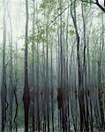 Gum Swamp, Apalachicola National Forest, Florida, USA