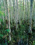 Cyprès et des broméliacées, Everglades Corkscrew Swamp Sanctuary, Floride, USA