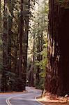 Avenue of Giants, California Redwoods, USA