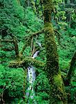 Shepperd's Dell Falls, Columbia River Gorge, Oregon, USA