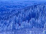 Frische Schneedecke, in der Nähe von Waterton-Nationalpark, Alberta, Kanada