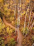 Sentier à travers la forêt en automne, Parc National de Prince Albert, Saskatchewan, Canada