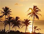 Coucher de soleil sur les palmiers, Oahu, Hawaii, USA