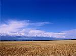 Wheat Field, Manitoba, Canada