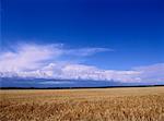 Champ de blé, Manitoba, Canada