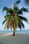 Palm Tree, Seven Mile Beach, Grand Cayman, Cayman Island