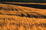 Gerstenfeld bei Sonnenuntergang, Alberta, Canada