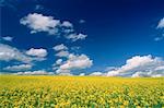 Canola Field, near Stettler, Alberta, Canada