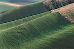 Fields near Colfax, Washington, USA