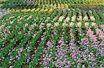 Iris Fields near Silverton, Oregon, USA