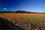 Tulip champs, roches moussues, état de Washington, USA