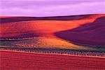 Hügel bei Sonnenuntergang, Whitman County, Bundesstaat Washington, USA