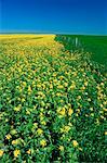 Champ de canola, Alberta, Canada