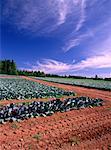 Cabbage Fields near Wheatley River, Prince Edward Island, Canada