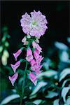 Digitalis