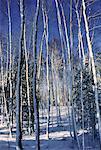 Trees and Snow, Shamper's Bluff, New Brunswick, Canada