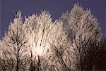 Sonne Hintergrundbeleuchtung Frost auf Bäumen, Shamper Bluff, New Brunswick, Kanada