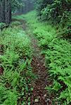 Forest Trail in Late Spring, Shamper's Bluff, New Brunswick, Canada