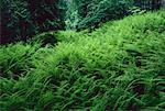 Ferns, Shamper's Bluff, New Brunswick, Canada