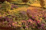 Champ de Lupins, Bluff, Nouveau-Brunswick, Canada de personne