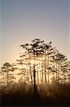 Florida Everglades, Big Cypress National Preserve, Florida, USA