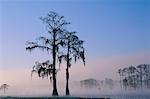 Cypress Trees, Lake Lafayette Tallahassee Florida, USA