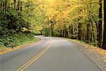 Road Through Trees, Great Smoky Mountains Nat. Park, Tennessee, USA