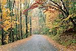 Road Through Trees, Great Smoky Mountains Nat. Park, Tennessee, USA