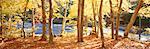 Trees along the Oxtongue River, Ontario, Canada