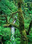 Shepperd's Dell Falls, Columbia River Gorge, Oregon, USA