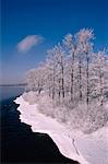 Hoar Frost on Trees, Ottawa River, Ontario, Canada