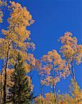 Trees in Autumn, Quebec, Canada