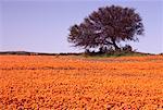 Arbre dans le champ de fleurs sauvages, zone Karkhams, Afrique du Sud