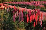 Lupins, Bluff, Nouveau-Brunswick, Canada de personne