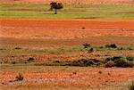 Arbre dans le champ de fleurs, Namaqualand, Afrique du Sud