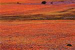 Flowers, Namaqualand, South Africa