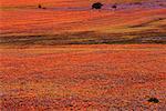 Blumen, Namaqualand, Südafrika