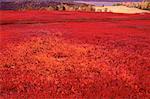 Blueberry Field in Autumn, Kingston Creek, New Brunswick, Canada