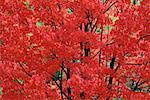 Maple Tree, Kingston, New Brunswick, Canada