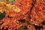 Fall Leaves on Tree, Pollett River, New Brunswick, Canada