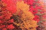 Arbres en automne, Kingston, New Brunswick, Canada