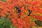 Baum im Herbst, in der Nähe von Kingston, New Brunswick, Kanada