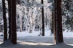 Neige et arbres, Bluff, Nouveau-Brunswick, Canada de personne