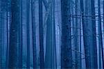 Forest, Rockport, Maine, USA