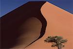 Baum und Sanddüne, Namibia