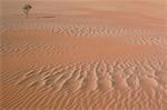 Arbre et Pattern dans le désert de sable, Namibie